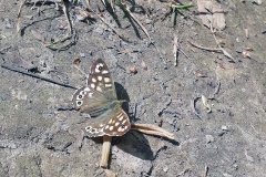 Speckled Wood [Pararge aegeria tircis]