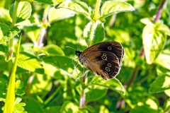 Ringlet [Aphantopus hyperantus]
