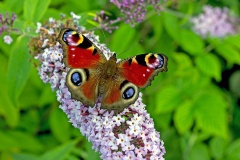 European Peacock [Aglais io]