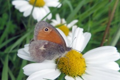 Small Heath [Coenonympha pamphilus]