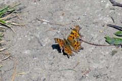 Comma [Polygonia c-album]