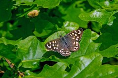 Speckled Wood [Pararge aegeria]
