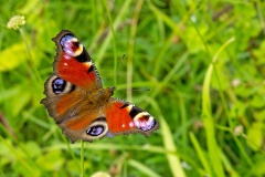 European Peacock [Aglais io]
