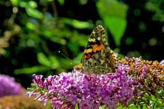 Painted Lady [Vanessa cardui]