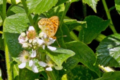 Dark Green Fritillary [Speyeria aglaja borealis]