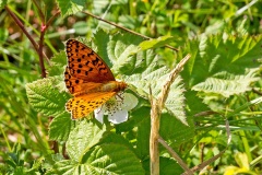 Dark Green Fritillary [Speyeria aglaja borealis]