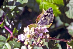 Marbled White [Melanargia galathea serena]