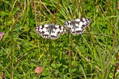 Marbled White [Melanargia galathea serena]