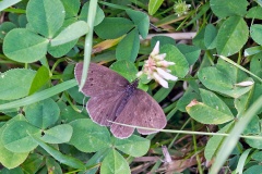 Ringlet [Aphantopus hyperantus]