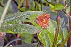 Ringlet [Aphantopus hyperantus]