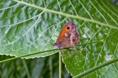Gatekeeper [Pyronia tithonus]