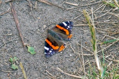 Red Admiral [Vanessa atalanta]