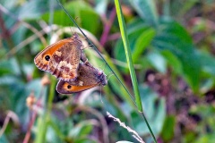 Gatekeeper [Pyronia tithonus britanniae]