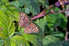 Speckled Wood [Pararge aegeria]