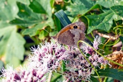 Meadow Brown [Maniola jurtina insularis]