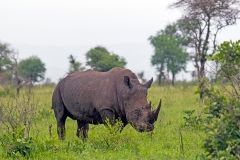 White Rhinoceros [Ceratotherium simum simum]