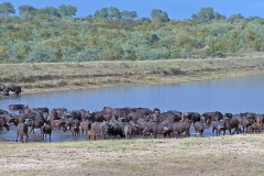 African Buffalo [Syncerus caffer caffer]