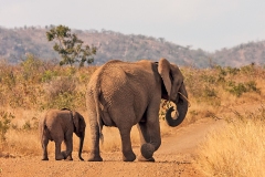 African Bush Elephant [Loxodonta africana]