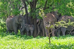 African Bush Elephant [Loxodonta africana]