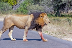 Lion [Panthera leo melanochaita]