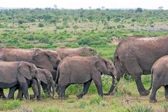 African Bush Elephant [Loxodonta africana]