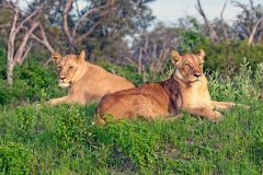 Lion [Panthera leo melanochaita]