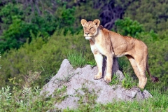 Lion [Panthera leo melanochaita]