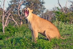 Lion [Panthera leo melanochaita]