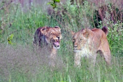 Lion [Panthera leo melanochaita]