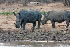 White Rhinoceros [Ceratotherium simum simum]