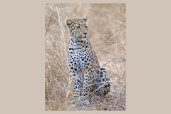 Leopard [Panthera pardus pardus]