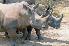White Rhinoceros [Ceratotherium simum simum]
