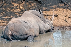 White Rhinoceros [Ceratotherium simum simum]