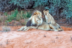 Lion [Panthera leo melanochaita]