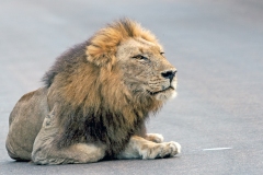 Lion [Panthera leo melanochaita]