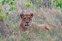 Lion [Panthera leo melanochaita]