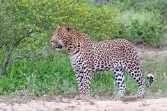 Leopard [Panthera pardus pardus]