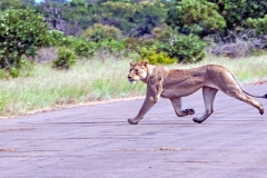 Lion [Panthera leo melanochaita]
