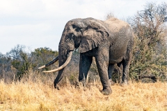 African Bush Elephant [Loxodonta africana]