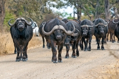 African Buffalo [Syncerus caffer caffer]