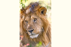 Lion [Panthera leo melanochaita]
