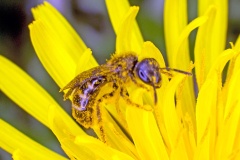 Common Furrow Bee [Lasioglossum calceatum ?]