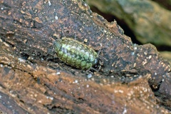 Common Striped Woodlouse [Philoscia muscorum]