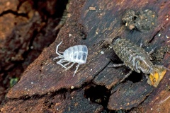 Common Striped Woodlouse [Philoscia muscorum]