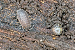 Common Rough Woodlouse [Porcellio scaber]