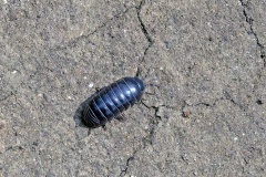 Common Pill Woodlouse [Armadillidium vulgare]
