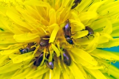 Raspberry Beetle [Byturus ochraceus]