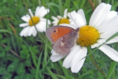 Small Heath [Coenonympha pamphilus]