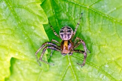 crab spider [Xysticus sp.]