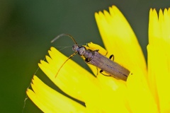 false blister beetle [Oedemera lurida]